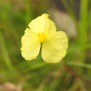 Unidentified Other Wildflower or Herb at Kakadu, NT - 8 Feb 2025 by HelenCross