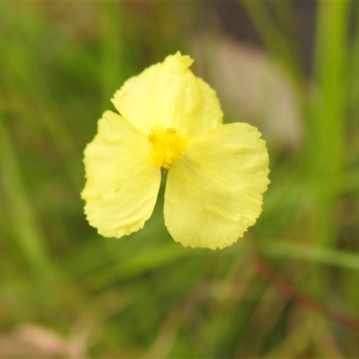 Unidentified Other Wildflower or Herb at Kakadu, NT - 8 Feb 2025 by HelenCross