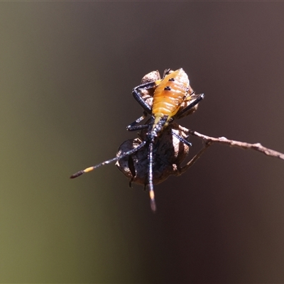 Amorbus obscuricornis (Eucalyptus Tip Wilter) at Mongarlowe, NSW - 3 Feb 2025 by LisaH