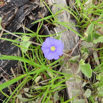 Unidentified Plant at Kakadu, NT - 8 Feb 2025 by HelenCross