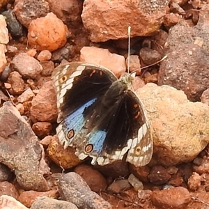 Junonia orithya at Kakadu, NT - 8 Feb 2025 01:18 PM