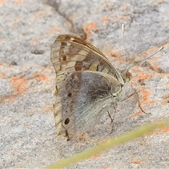 Junonia orithya at Kakadu, NT - 8 Feb 2025 01:18 PM