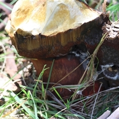 zz bolete at Mongarlowe, NSW - 3 Feb 2025 by LisaH