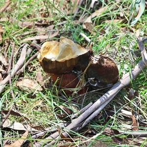 zz bolete at Mongarlowe, NSW - suppressed