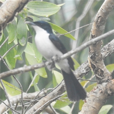 Myiagra nana (Paperbark Flycatcher) at Jabiru, NT - 8 Feb 2025 by HelenCross