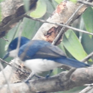 Myiagra nana at Jabiru, NT - 8 Feb 2025 06:22 PM