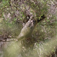 Melithreptus brevirostris (Brown-headed Honeyeater) at Mongarlowe, NSW - 3 Feb 2025 by LisaH