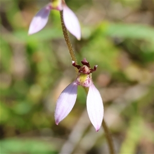 Eriochilus cucullatus by LisaH