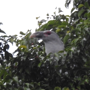 Scythrops novaehollandiae (Channel-billed Cuckoo) at Jabiru, NT - 9 Feb 2025 by HelenCross