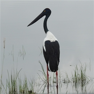 Ephippiorhynchus asiaticus (Black-necked Stork) at Kakadu, NT - 9 Feb 2025 by HelenCross