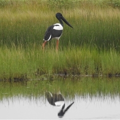 Ephippiorhynchus asiaticus at Kakadu, NT - suppressed