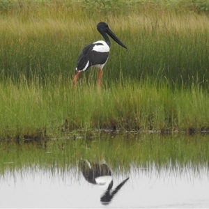 Ephippiorhynchus asiaticus at Kakadu, NT - suppressed