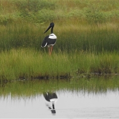 Ephippiorhynchus asiaticus at Kakadu, NT - suppressed