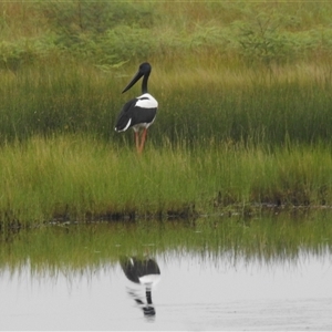 Ephippiorhynchus asiaticus at Kakadu, NT - suppressed