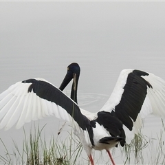 Ephippiorhynchus asiaticus at Kakadu, NT - suppressed