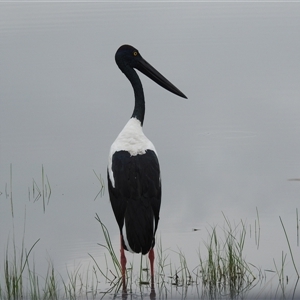 Ephippiorhynchus asiaticus at Kakadu, NT - suppressed