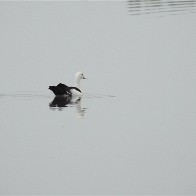 Radjah radjah (Radjah Shelduck) at Kakadu, NT - 9 Feb 2025 by HelenCross