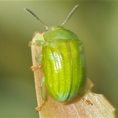 Unidentified Leaf beetle (Chrysomelidae) at Watson, ACT - Yesterday by Harrisi