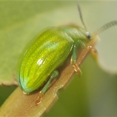 Calomela pallida at Watson, ACT - 16 Feb 2025 02:19 PM