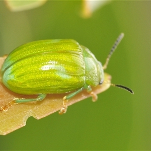 Calomela pallida at Watson, ACT - 16 Feb 2025 02:19 PM