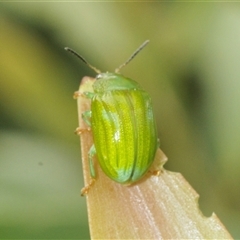 Calomela pallida at Watson, ACT - 16 Feb 2025 02:19 PM