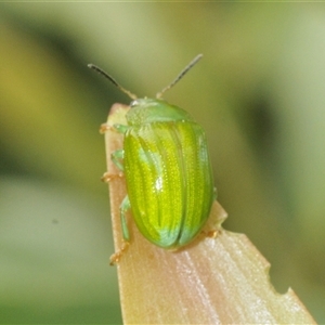 Calomela pallida at Watson, ACT - 16 Feb 2025 02:19 PM