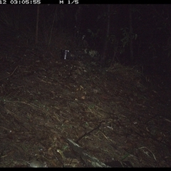 Perameles nasuta at Pappinbarra, NSW - 12 Nov 2024 by jonvanbeest