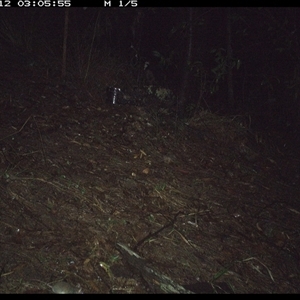 Perameles nasuta at Pappinbarra, NSW - 12 Nov 2024 by jonvanbeest