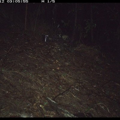 Perameles nasuta at Pappinbarra, NSW - 12 Nov 2024 by jonvanbeest