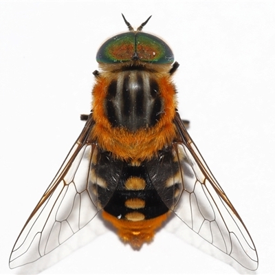 Scaptia (Scaptia) auriflua (A flower-feeding march fly) at Lawson, ACT - 15 Feb 2025 by TimL