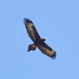 Aquila audax at Strathnairn, ACT - 23 Aug 2024 by TimL