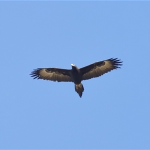 Aquila audax at Strathnairn, ACT - 23 Aug 2024 01:32 PM