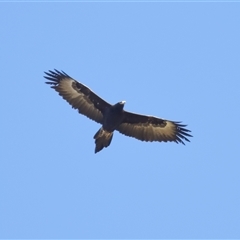 Aquila audax at Strathnairn, ACT - 23 Aug 2024 01:32 PM