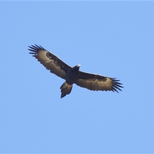 Aquila audax at Strathnairn, ACT - 23 Aug 2024 01:32 PM