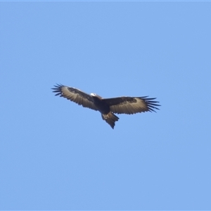 Aquila audax at Strathnairn, ACT - 23 Aug 2024 01:32 PM