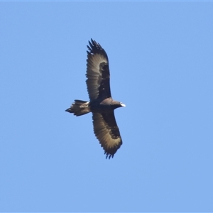 Aquila audax at Strathnairn, ACT - 23 Aug 2024 01:32 PM