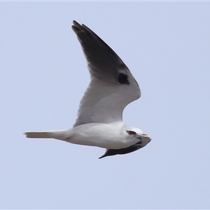 Elanus axillaris at Throsby, ACT - 25 Jul 2024 by TimL