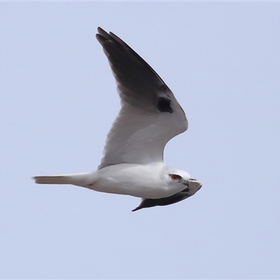 Elanus axillaris (Black-shouldered Kite) at Throsby, ACT - 25 Jul 2024 by TimL