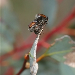 Unidentified Beetle (Coleoptera) at Throsby, ACT - 4 Dec 2024 by TimL