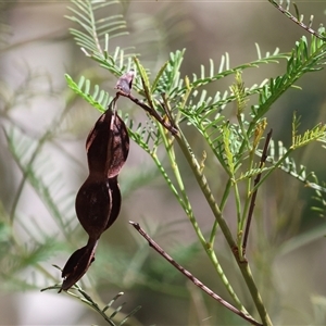 Acacia decurrens at Glenroy, NSW - Yesterday by KylieWaldon