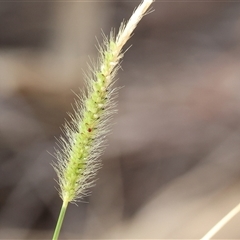 Setaria parviflora (Slender Pigeon Grass) at West Albury, NSW - 16 Feb 2025 by KylieWaldon