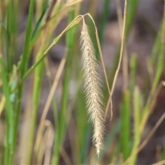 Setaria parviflora at West Albury, NSW - 16 Feb 2025 10:27 AM