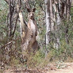 Macropus giganteus (Eastern Grey Kangaroo) at Glenroy, NSW - 16 Feb 2025 by KylieWaldon