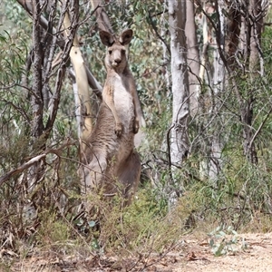 Macropus giganteus at Glenroy, NSW - 16 Feb 2025 10:28 AM