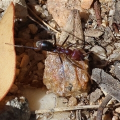 Iridomyrmex purpureus (Meat Ant) at West Albury, NSW - 16 Feb 2025 by KylieWaldon