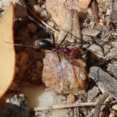 Iridomyrmex purpureus (Meat Ant) at West Albury, NSW - 16 Feb 2025 by KylieWaldon