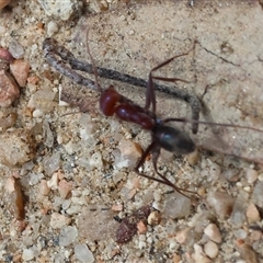 Iridomyrmex purpureus at West Albury, NSW - 16 Feb 2025 11:07 AM