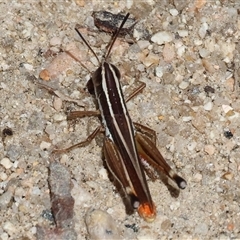 Macrotona sp. (genus) (Macrotona grasshopper) at West Albury, NSW - 16 Feb 2025 by KylieWaldon