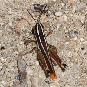 Macrotona sp. (genus) (Macrotona grasshopper) at West Albury, NSW - Yesterday by KylieWaldon