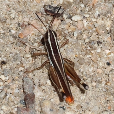 Macrotona sp. (genus) (Macrotona grasshopper) at West Albury, NSW - 16 Feb 2025 by KylieWaldon